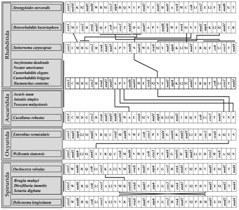 Linearized Representation Of The Mitochondrial Gene Arrangement For