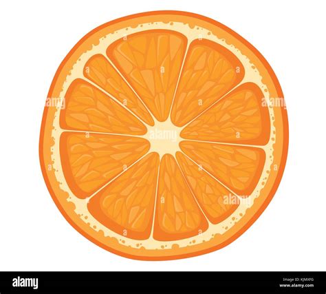 Vector Orange Slice Isolated On White Background Illustration Of