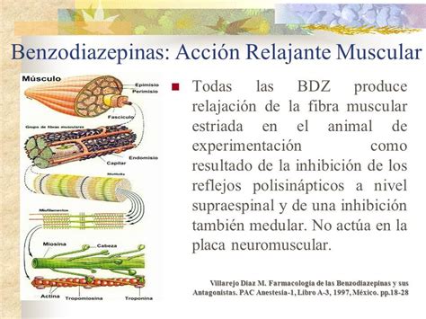 Eje HipotÁlamo HipÓfisis MÉdula Suprarrenal Mind Map
