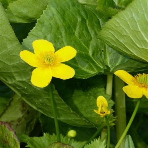 Caltha Palustris Polypetala Giant Marsh Marigold Pond From Pond