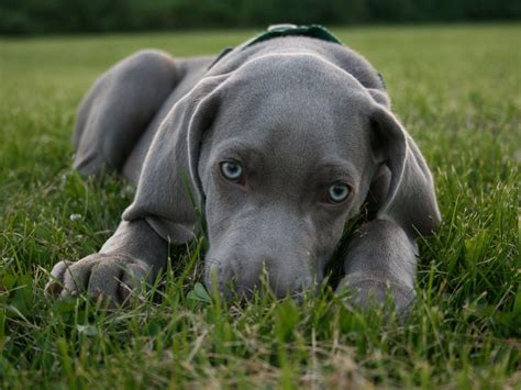 Grouse Ridge Weimaraners Weimaraner Puppies For Sale