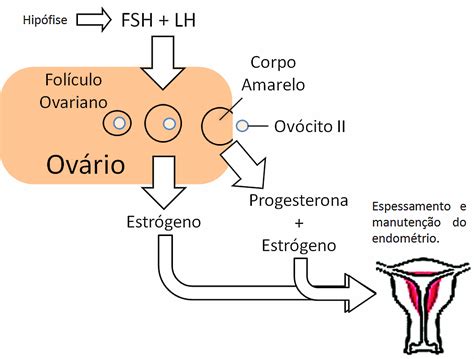 Resumos De Biologia O Ciclo Menstrual