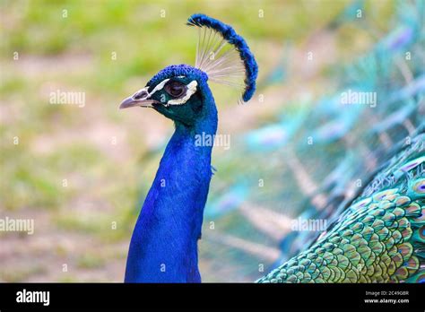 Peacock portrait - detailed view of bird head and colorful feathers ...