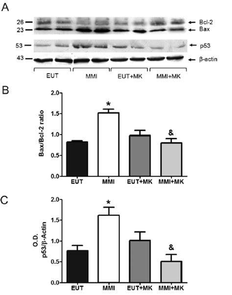 Effects Of Nmda Antagonist Treatment On The Bax Bcl 2 Ratio And P53