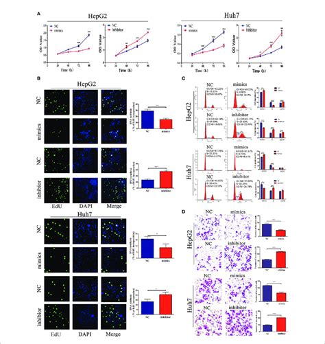 Mir 876 5p Regulates Hcc Cell Proliferation Cell Cycle And Invasion