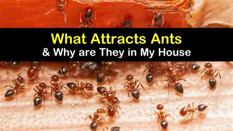 What Attracts Ants And Why Are They In My House