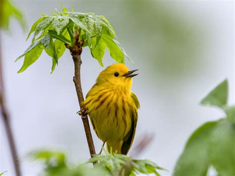 When Yellow Warblers Warn of Brood Parasites, Red-winged Blackbirds