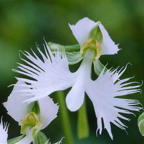 Buy Egret Orchid Syn Habenaria Radiata Pecteilis Radiata