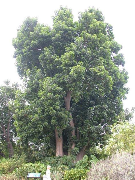 PlantFiles Pictures: Ombu Tree (Phytolacca dioica x weberbaueri) by palmbob