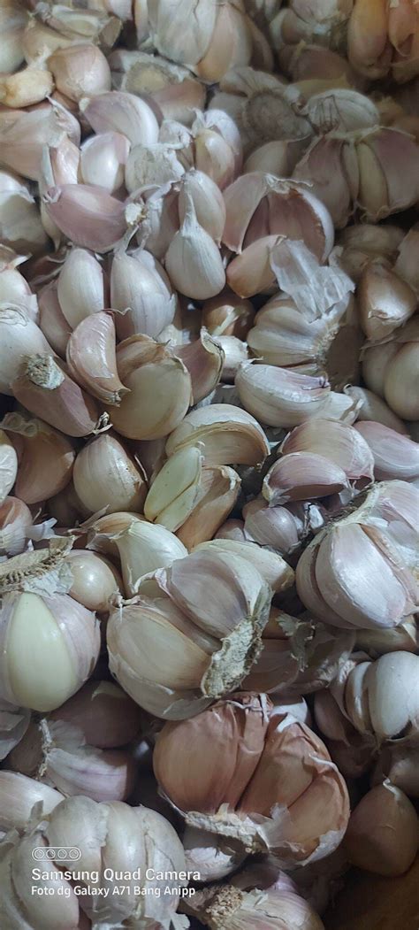 Bawang Putih Protolan 1 Kg Lazada Indonesia