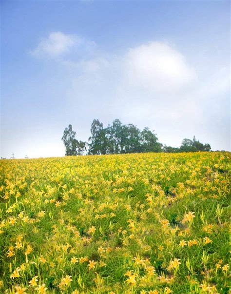 Abphoto Polyester X Ft Tree Yellow Flowers Photography Backdrops Photo