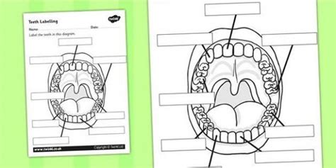 Teeth Labeling Diagram