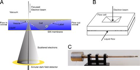 Electron Microscopy Of Whole Cells In Liquid With Nanometer Resolution