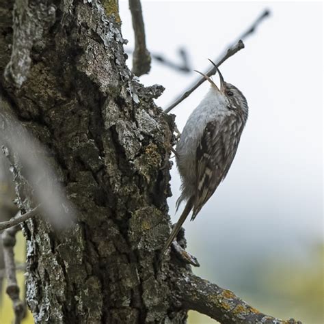 Short Toed Treecreeper Bto British Trust For Ornithology