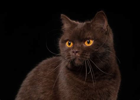 Why Do Cats Eyes Glow In The Dark The Answer Might Surprise You