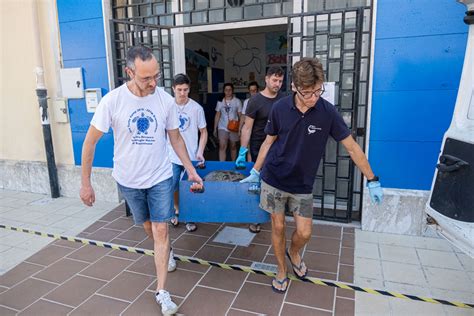 Torna In Mare Rea La Caretta Caretta Curata Al Centro Recupero