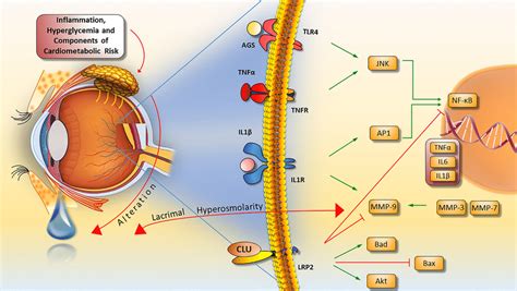 role  clusterin   ocular surface   anti apoptotic