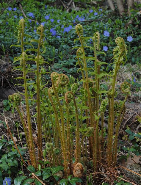Fiddlehead Fern – Cricriation Plants