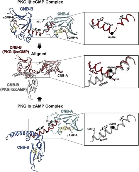 Crystal Structure Of Pkg I Cgmp Complex Reveals A Cgmp Mediated Dimeric