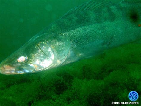 Zander – SubmersWiki