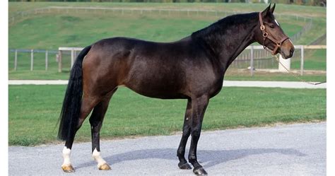 Holsteiner Horse Breed Info & Facts