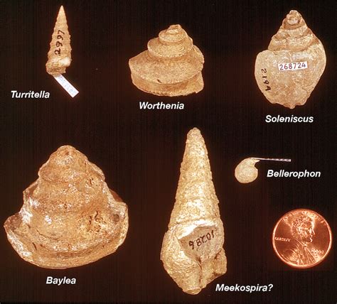 Shell Fossil Types