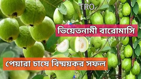 পেয়ারা চাষ পদ্ধতি বারোমাসি ভিয়েতনামী পেয়ারা চাষ করে সফল হৃদয়