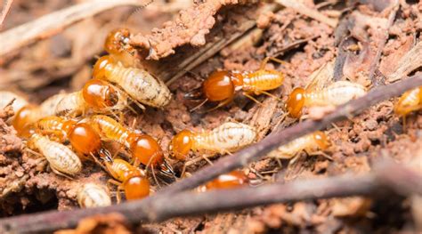 Carpenter Ants Vs Termites In San Antonio How To Tell Them Apart