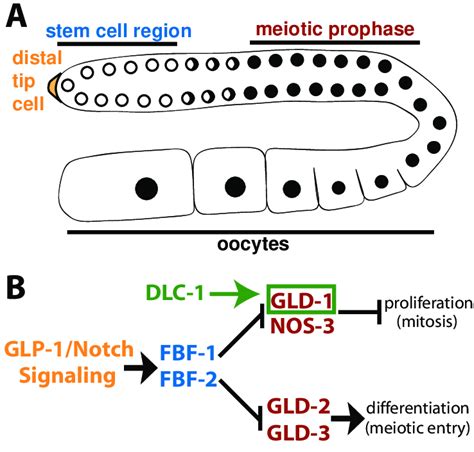 A Schematic Of C Elegans Adult Germline The Stem And Progenitor