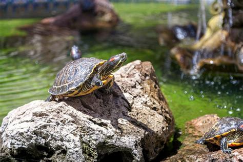 Nombres Para Tortugas Elige Entre M S De Ideas