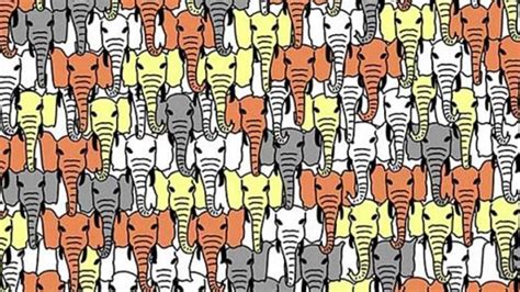 Can You Find The Panda Hidden Among The Elephants Try The Latest Viral