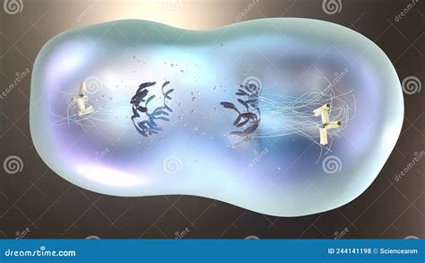 Cell Division Or Cloning Cells Stem Cells Dividing Under The Microscope Stock Illustration