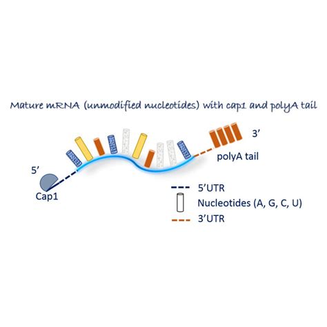 Gfp Mrna Reporter Gene Mrnas Oz Biosciences