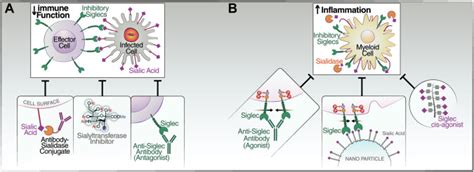 Inhibitory Siglec Sialic Acid Interactions In Balancing Immunological Activation And Tolerance