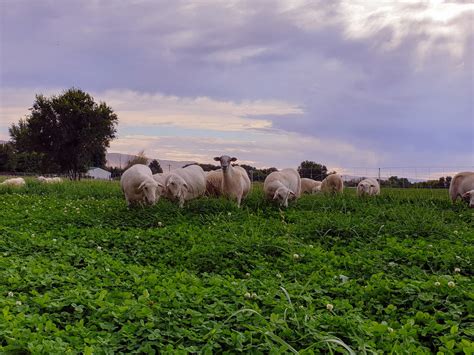 Basalt Farms Pasture Raised Lamb Localharvest