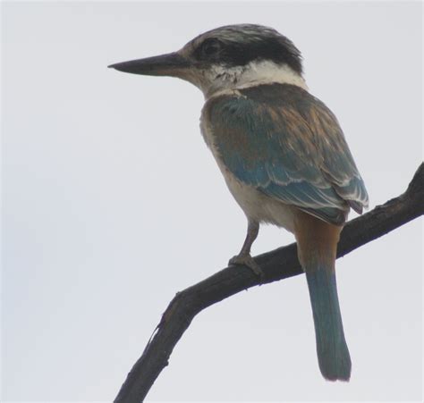 Richard Waring's Birds of Australia: Red-backed Kingfisher