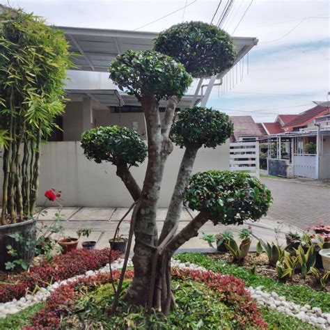 Jual Bonsai Beringin Taman Beringin Elegan Shopee Indonesia