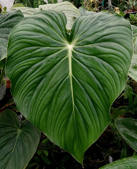 The Philo Philes Part I — Exotica Esoterica Philodendron Exotic Plants Ornamental Horticulture