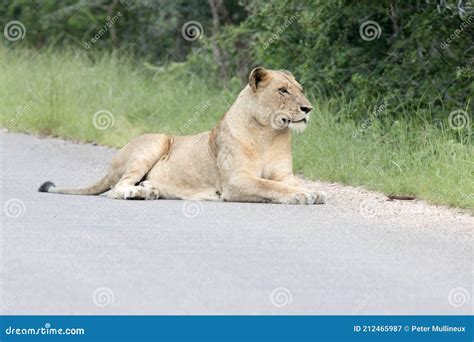 Kruger National Park Lioness Portrait Stock Image Image Of Carnivore