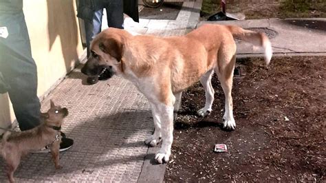 Qui N Debe Hacerse Cargo De Los Perros Abandonados Que Deambulan Por