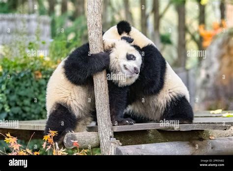 Giant Pandas Bear Pandas Two Babies Playing Together Outdoors Stock