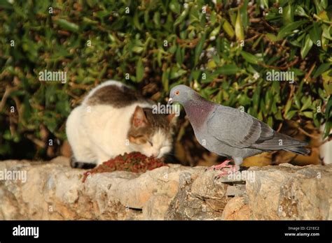 Semi wild cat eating close to pigeon Stock Photo - Alamy