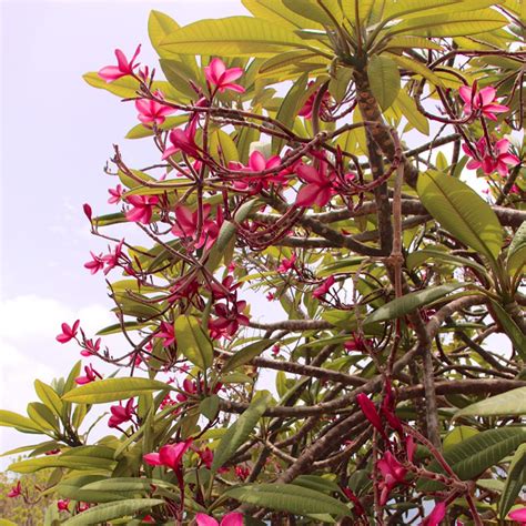 Frangipanier Rouge Ou Commun Plumeria Rubra Arbre Tropical Aux