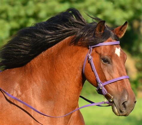 English Bridle And Reins Made From Beta Biothane Solid Colored Etsy