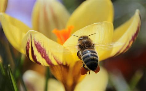 2560x1440 Wallpaper Black And Yellow Bee Peakpx