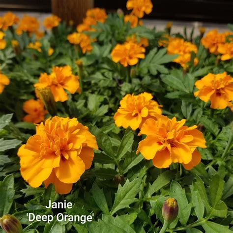 Marigolds