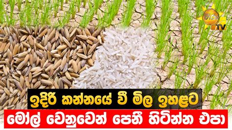 ඉදිරි කන්නයේ වී මිල ඉහළට මෝල් වෙනුවෙන් පෙනී හිටින්න එපා Hiru News