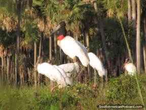 Gran Chaco, Paraguay - Bus Travel Is Easy To See Animals & Wildlife