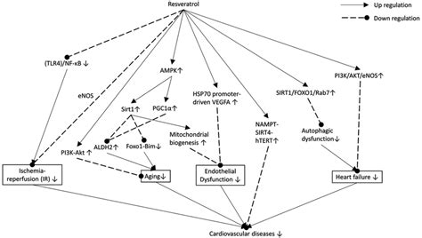 Resveratrol Mediated Protective Effects In Cardiovascular Disease Download Scientific Diagram