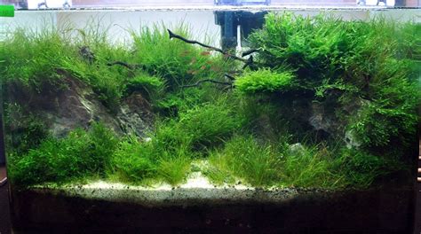 Wabi Kusa Paludar Um Aquascaping Terrarium Aquar Um Setup